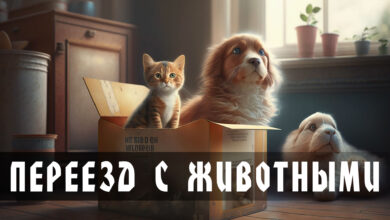 Photo of Офисный переезд с переносом банковских счетов